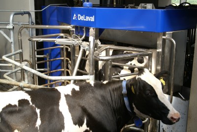 1 cow waiting at the VMS